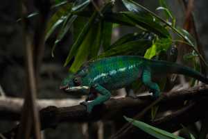 CHAMELEON-2019-01